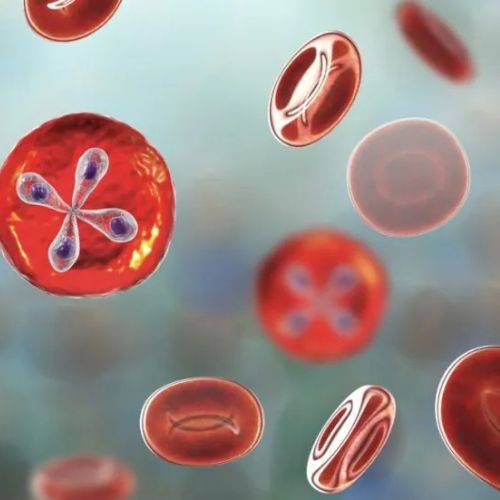 Can EWOT Help You With Babesia Infection?