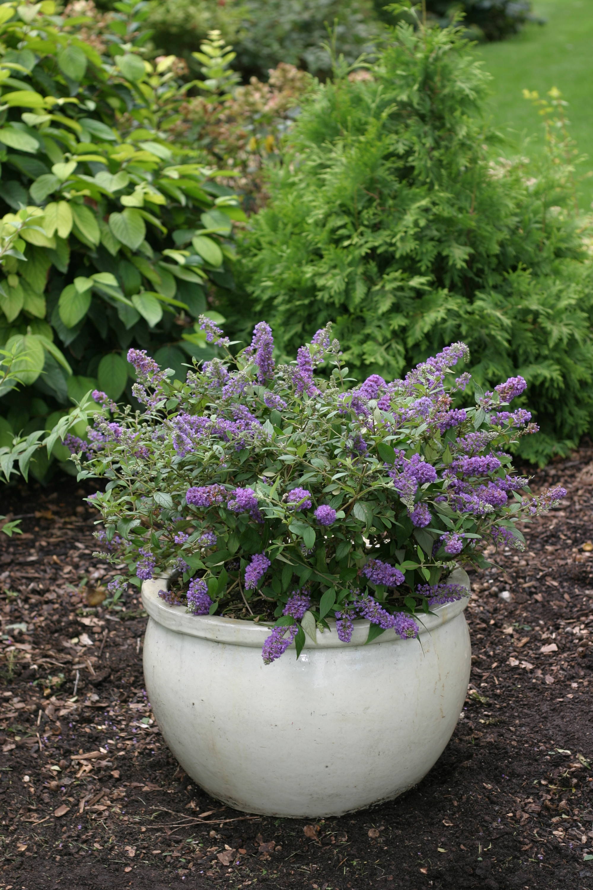 Lo & Behold Blue Chip Junior butterfly bush in a pot