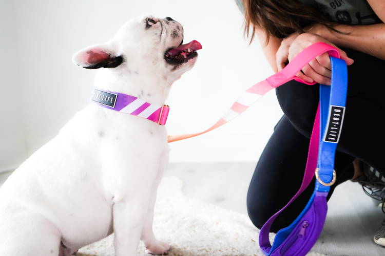 Strongest leash for dogs discount