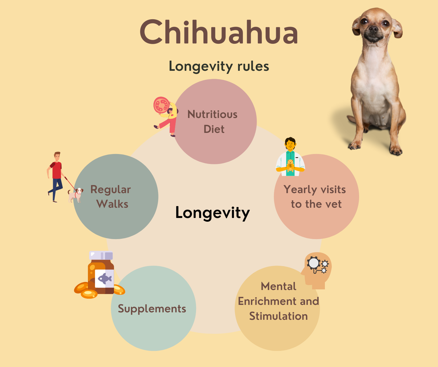 how to improve your chihuahua lifespan