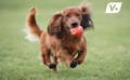 Dog running happily over the grass with an apple in his mouth