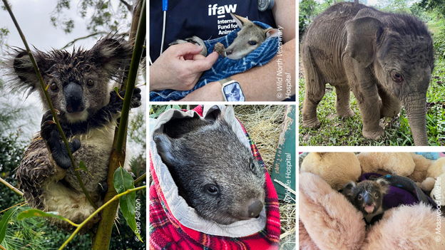 Help give baby animals a safe home for Christmas