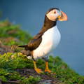 full view of a puffin on a cliffside