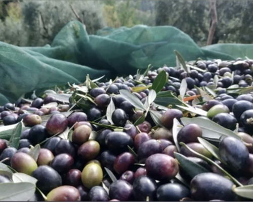 Food & Wine Tours Castiglione d'Orcia: Olive Grove Experience: Taste Extra Virgin Olive Oil