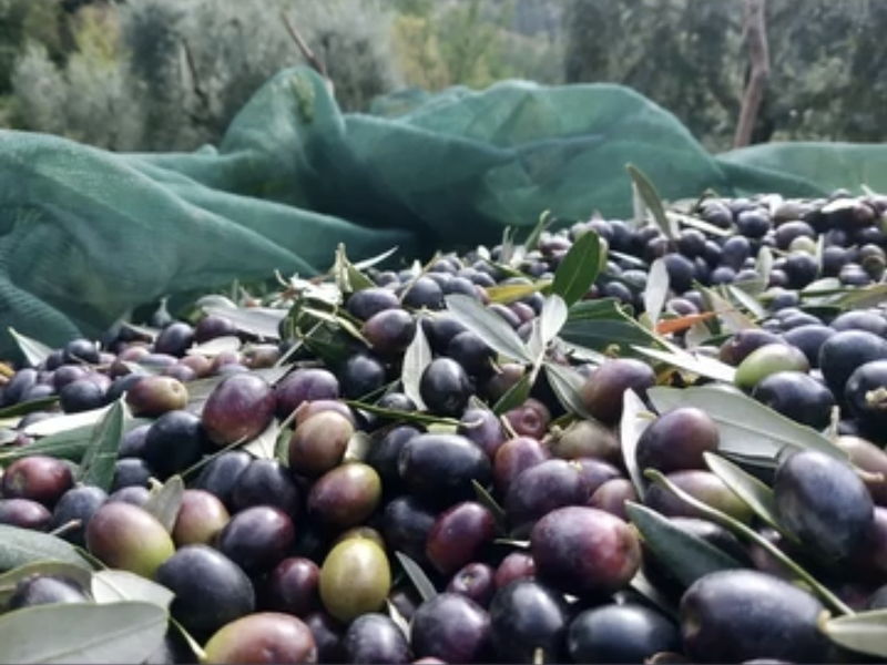 Food & Wine Tours Castiglione d'Orcia: Olive Grove Experience: Taste Extra Virgin Olive Oil