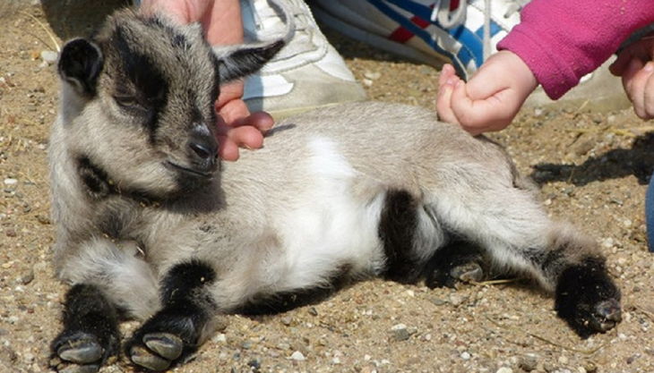 naturzoo rheine ziege steicheln