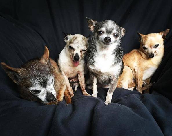 old chihuahua behaviour