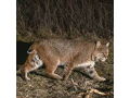 Pennsylvania Bobcat or Predator Hunt