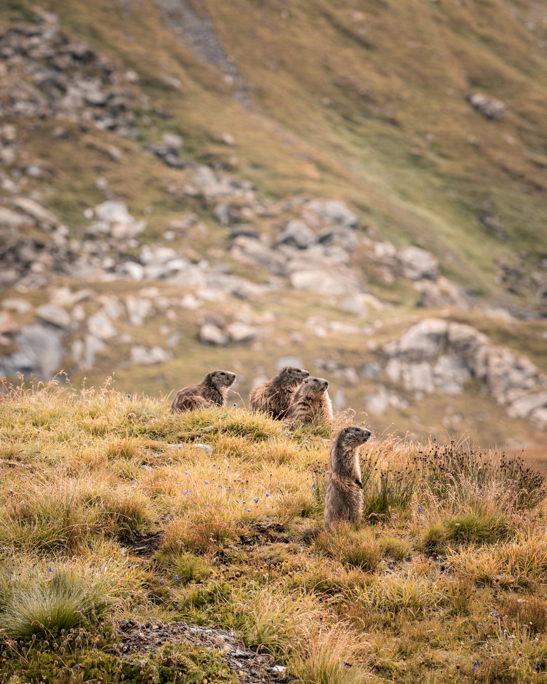 Sentier du Cap Fréhel - GR34 montagne - nature - marmotte - biodiversité - paysage - environnement