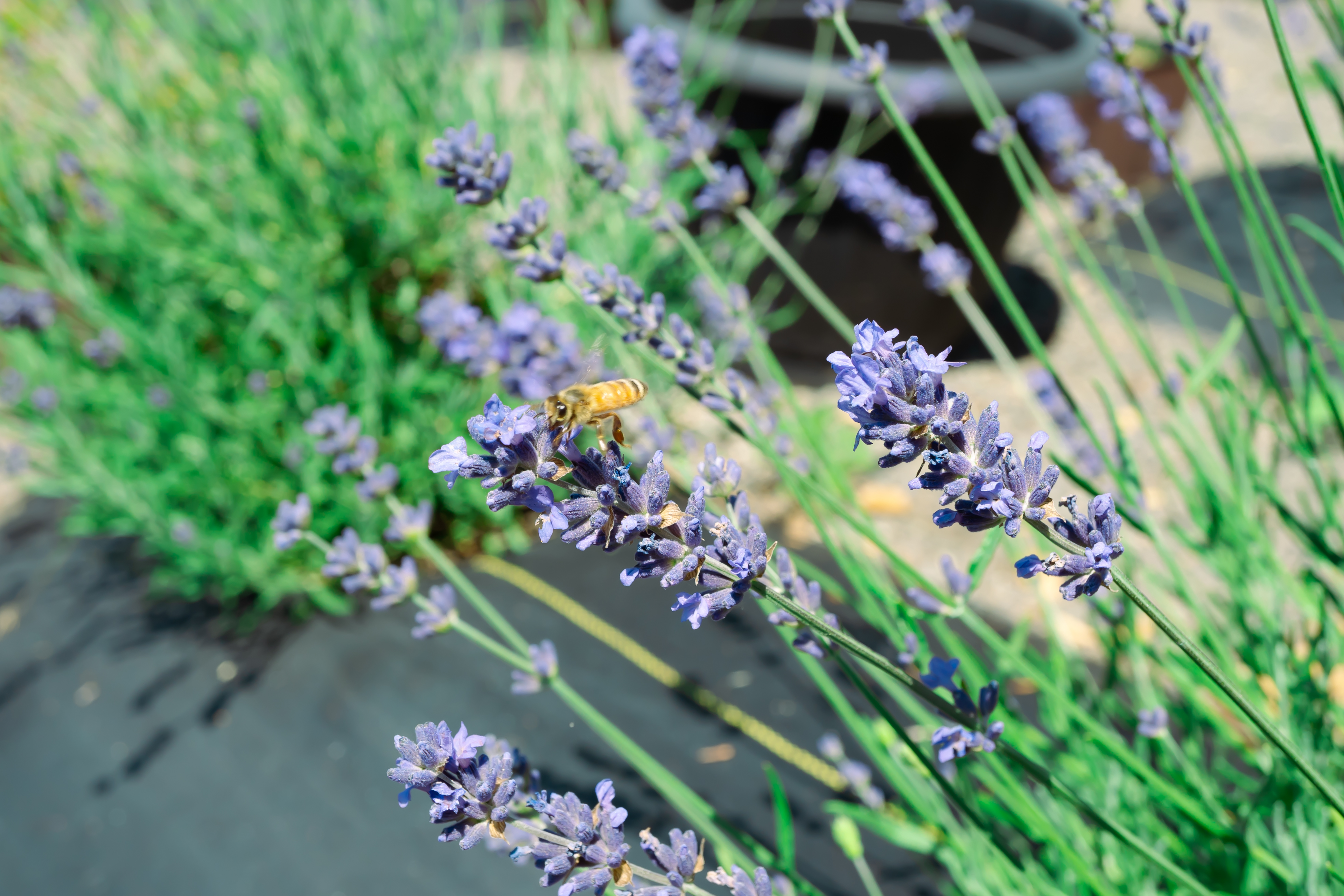 A honey bee visiting a lavender flower