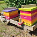 colorful-beehives-with-sugar-syrup-drip-feeders