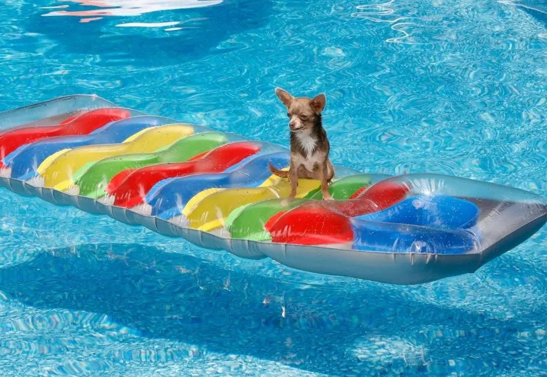 can chiweenies swim