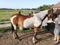 Painted horse brown and white 1 month after BCS MIX