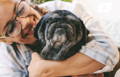 Pug senior dog being lovingly hugged by his pet parent