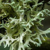 Close-Up of oakmoss