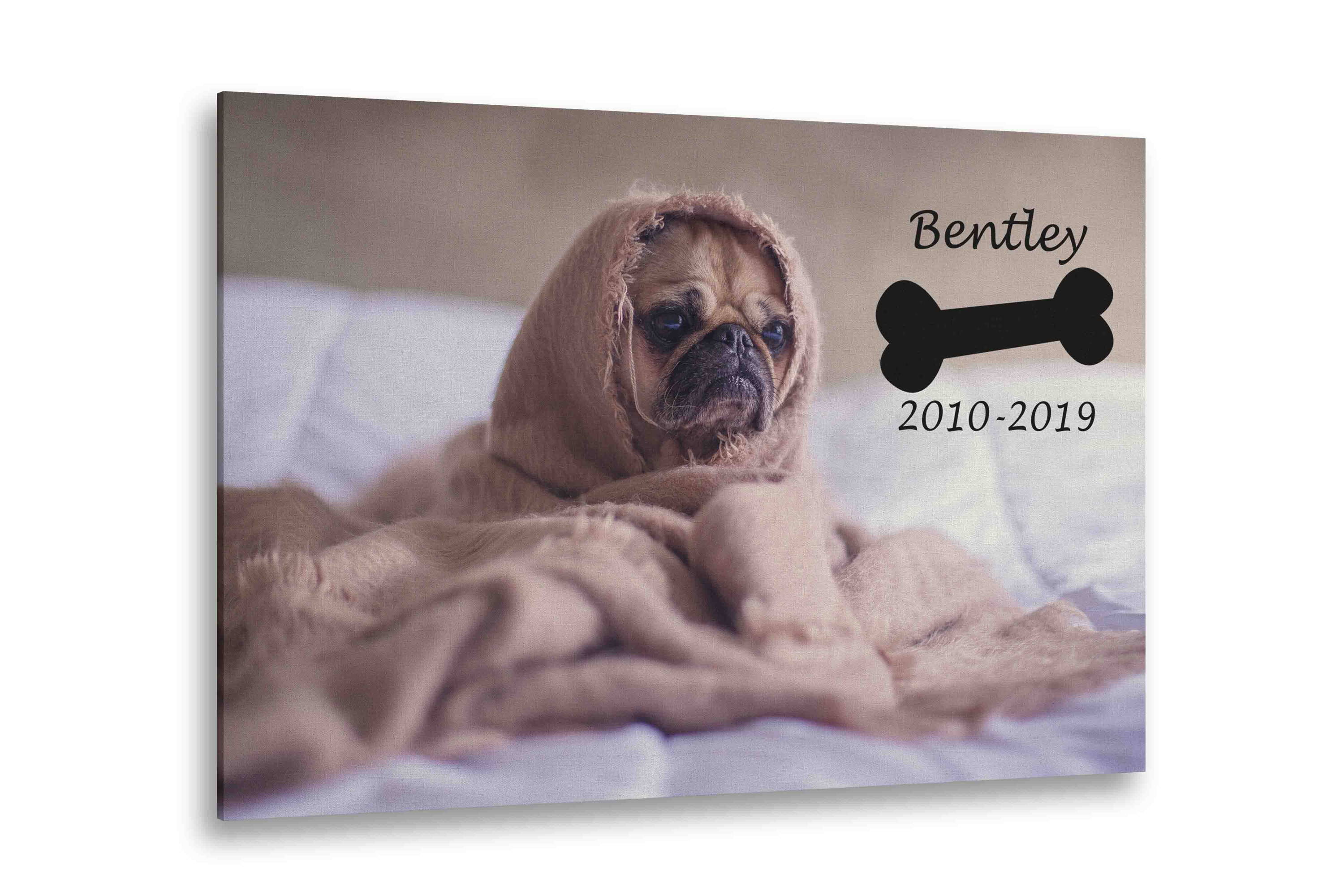 Pet Pictures On Canvas