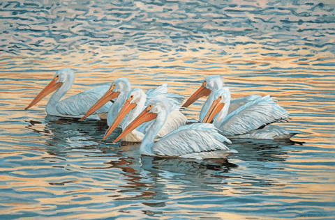 Six Floating Pelicans Column