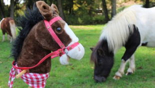 ponyhof sonnenschein ponys auf wiese