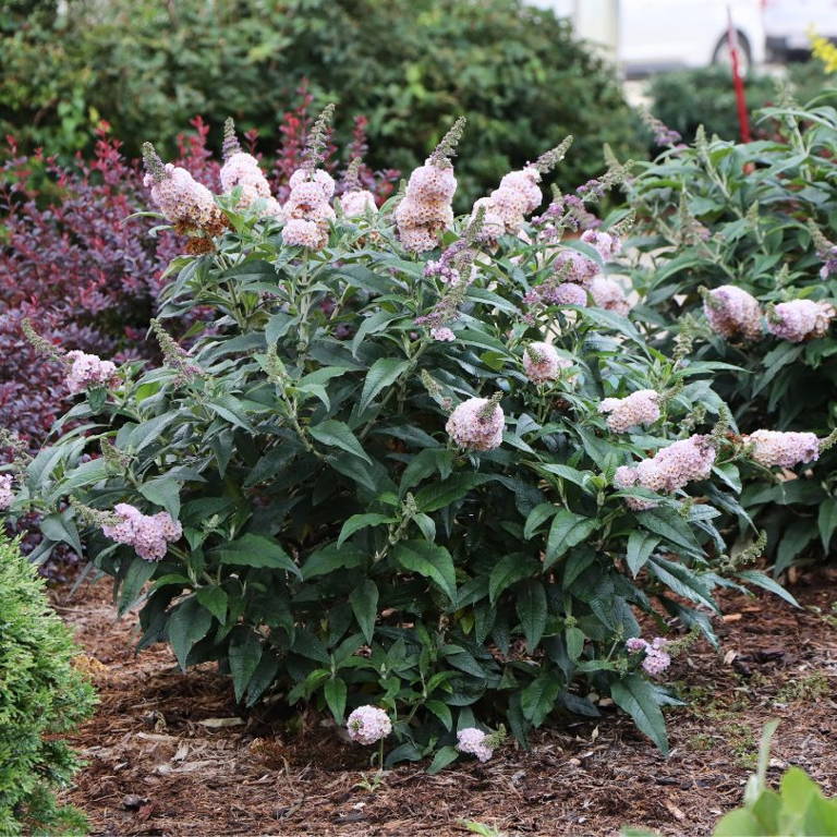 Unique, honeycomb butterfly bush flowers in a garden