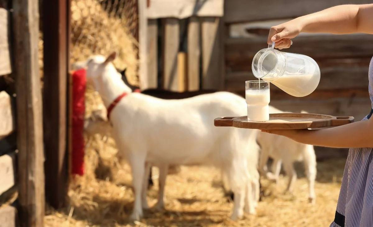 Raw Goat Milk