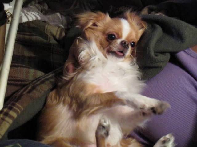 chihuahua and japanese chin mix