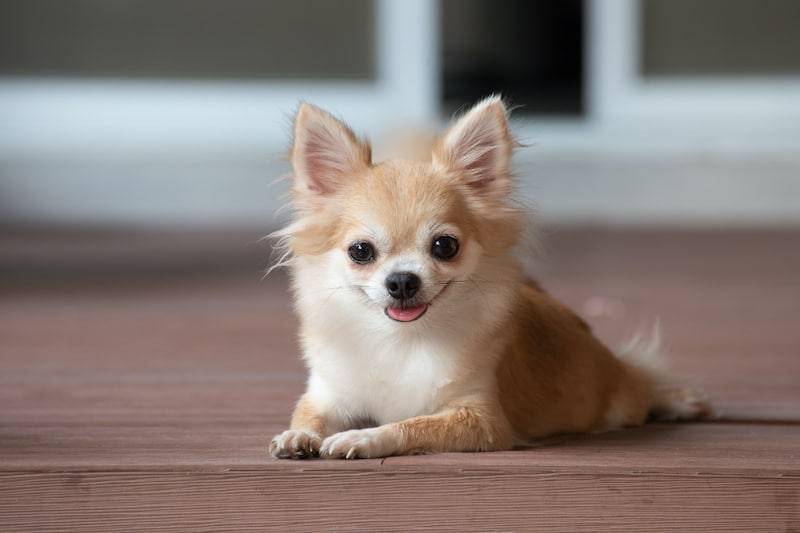 chihuahua long haired