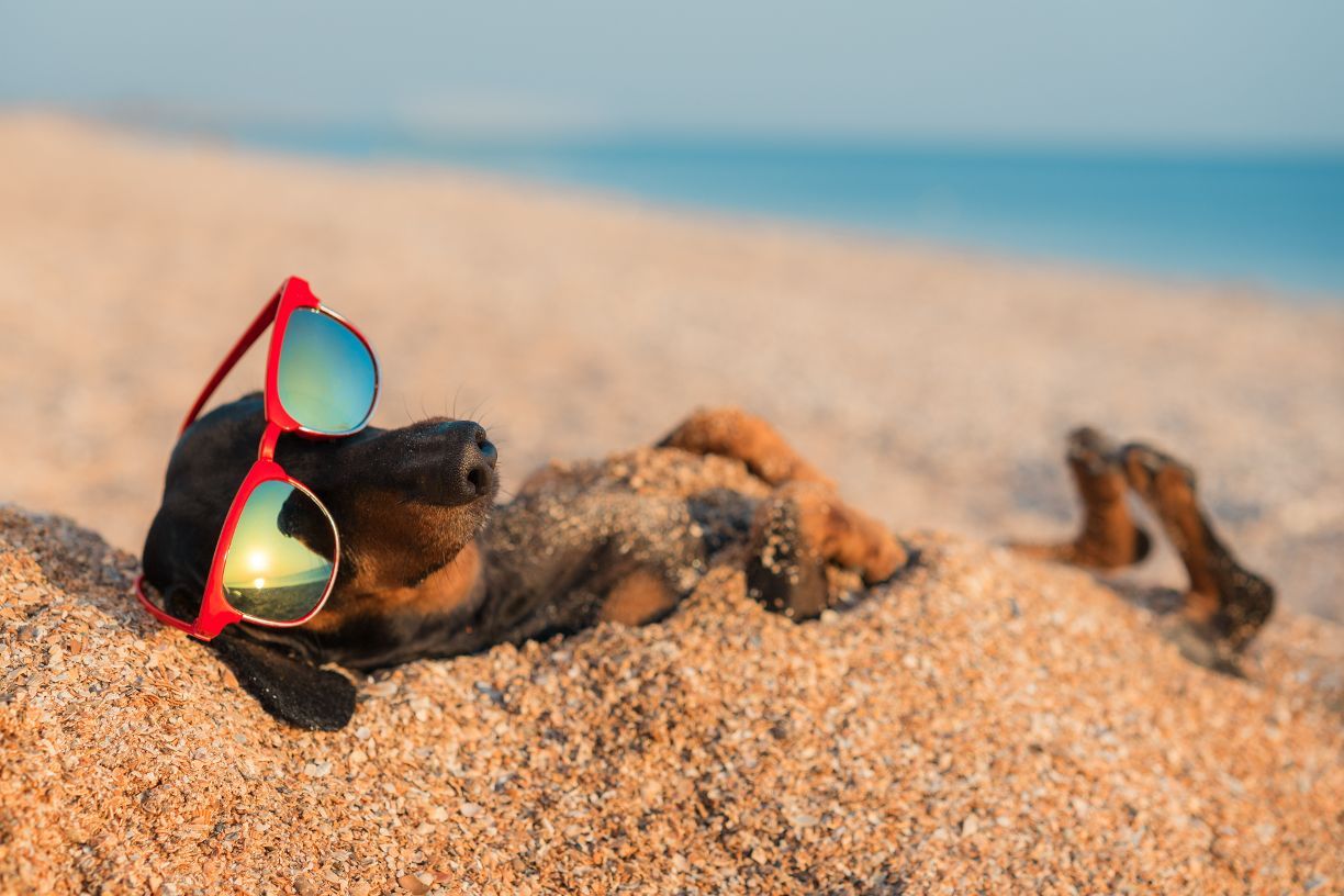 featured image for story, DOG-FRIENDLY BEACHES, WHERE?