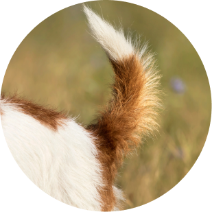Cola de perro