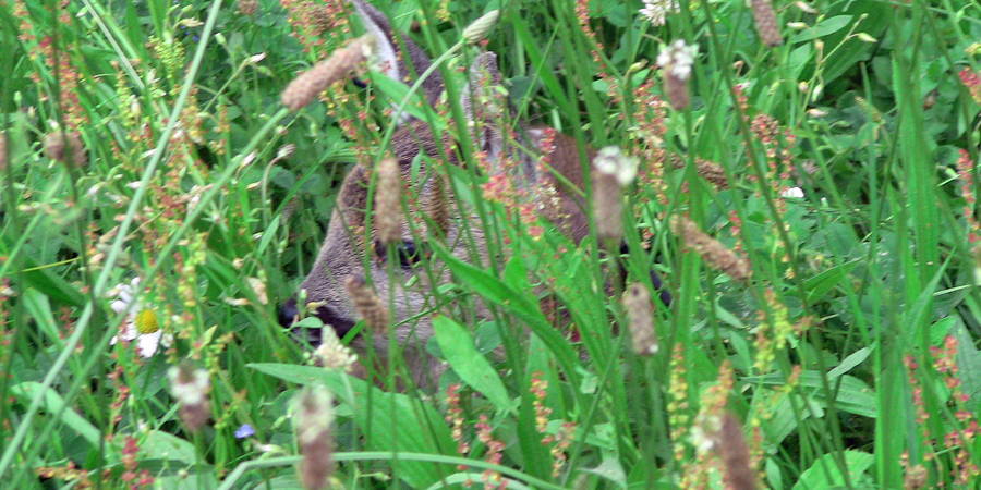 Unsere zweite Wärmebilddrohne steht für Einsätze bereit und warum wir Landwirten helfen wollen!