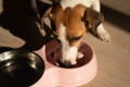 Dog using a slow feeder bowl to avoid dog throwing up undigested food
