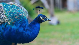 rolfs streichelzoo pfaun