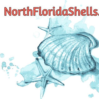 North Florida Shells