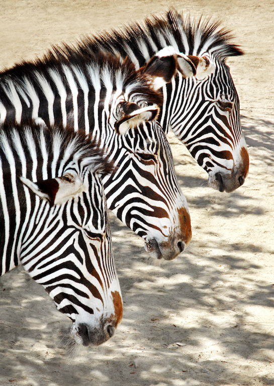 Greater Los Angeles Zoo Association: Support the Los Angeles Zoo and help  save the Grevy's Zebra!