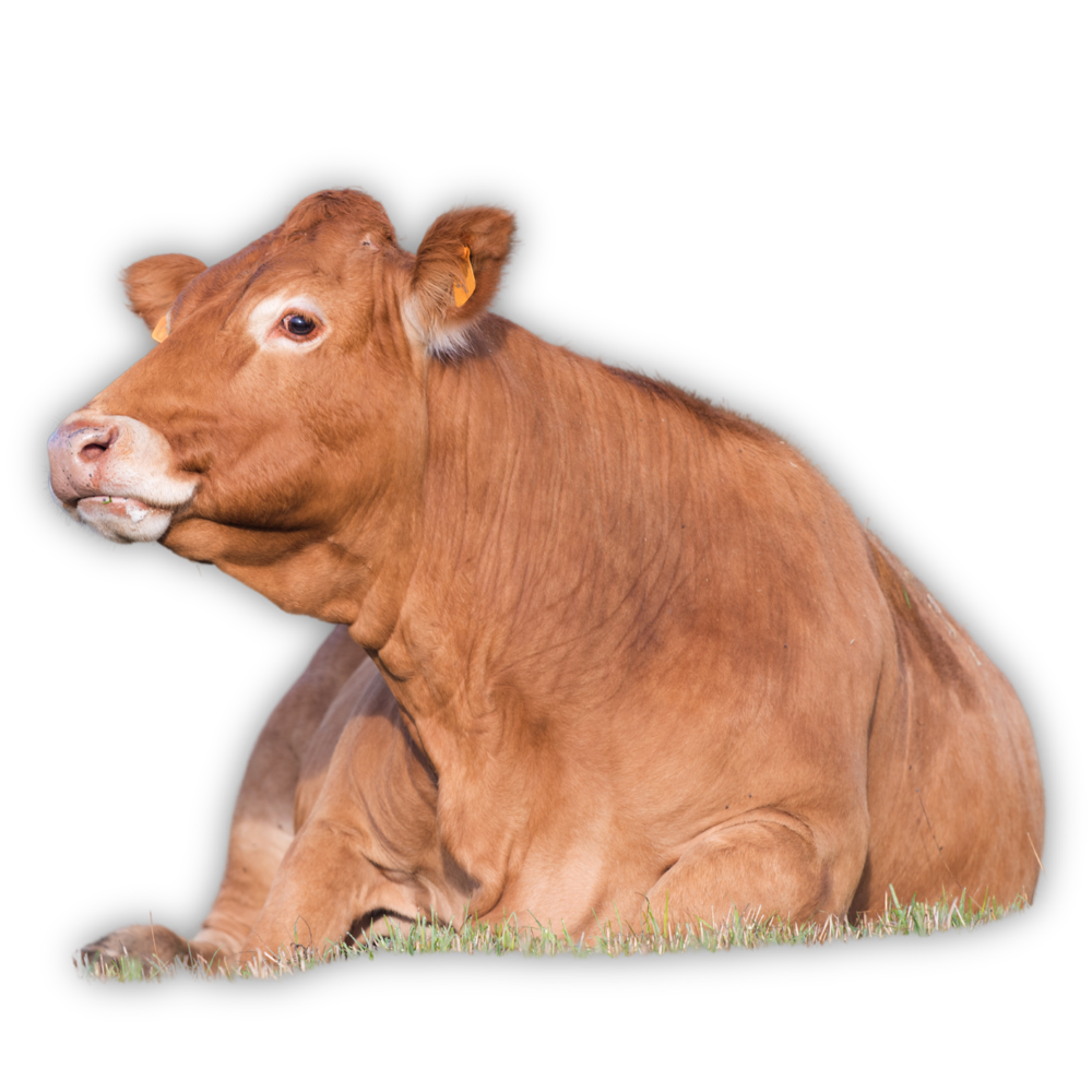 I bovini di Corte Preziosa