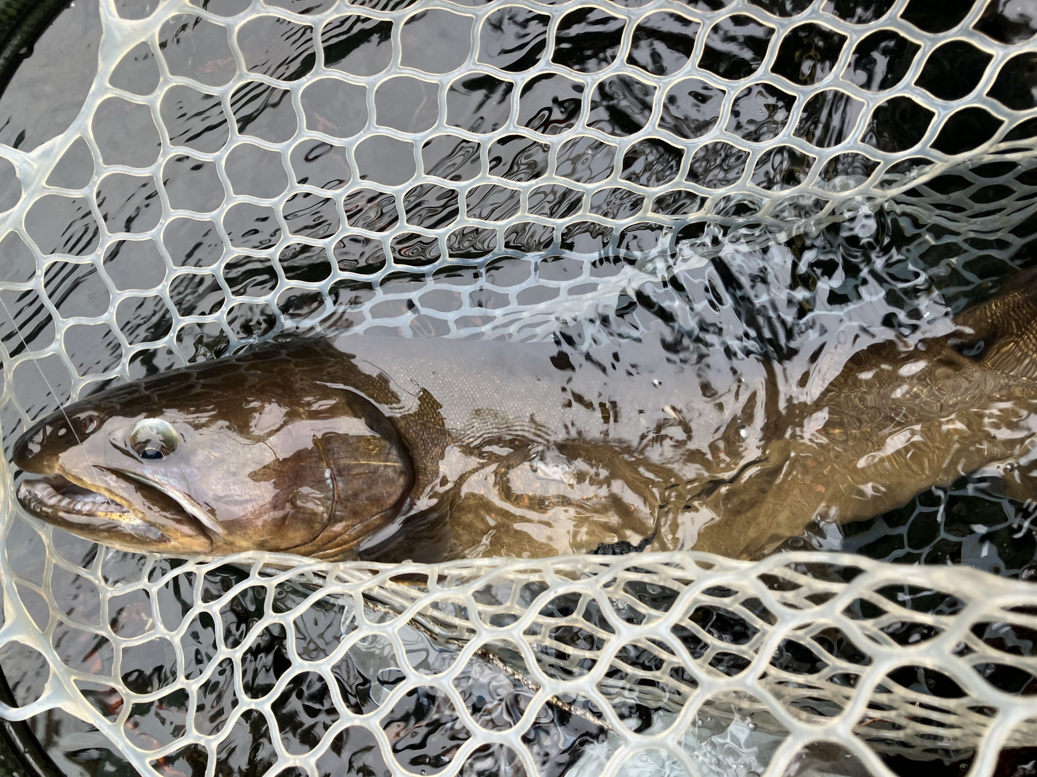 Lake Billy Chinook's bull trout fishing a wintertime option