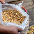 mix_grains_seeds_for_fermented_chicken_feed