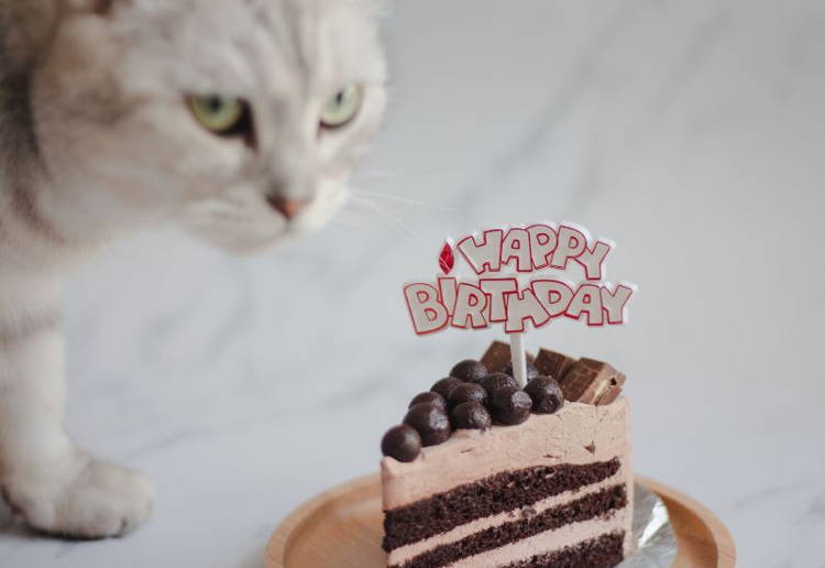 猫用のケーキ