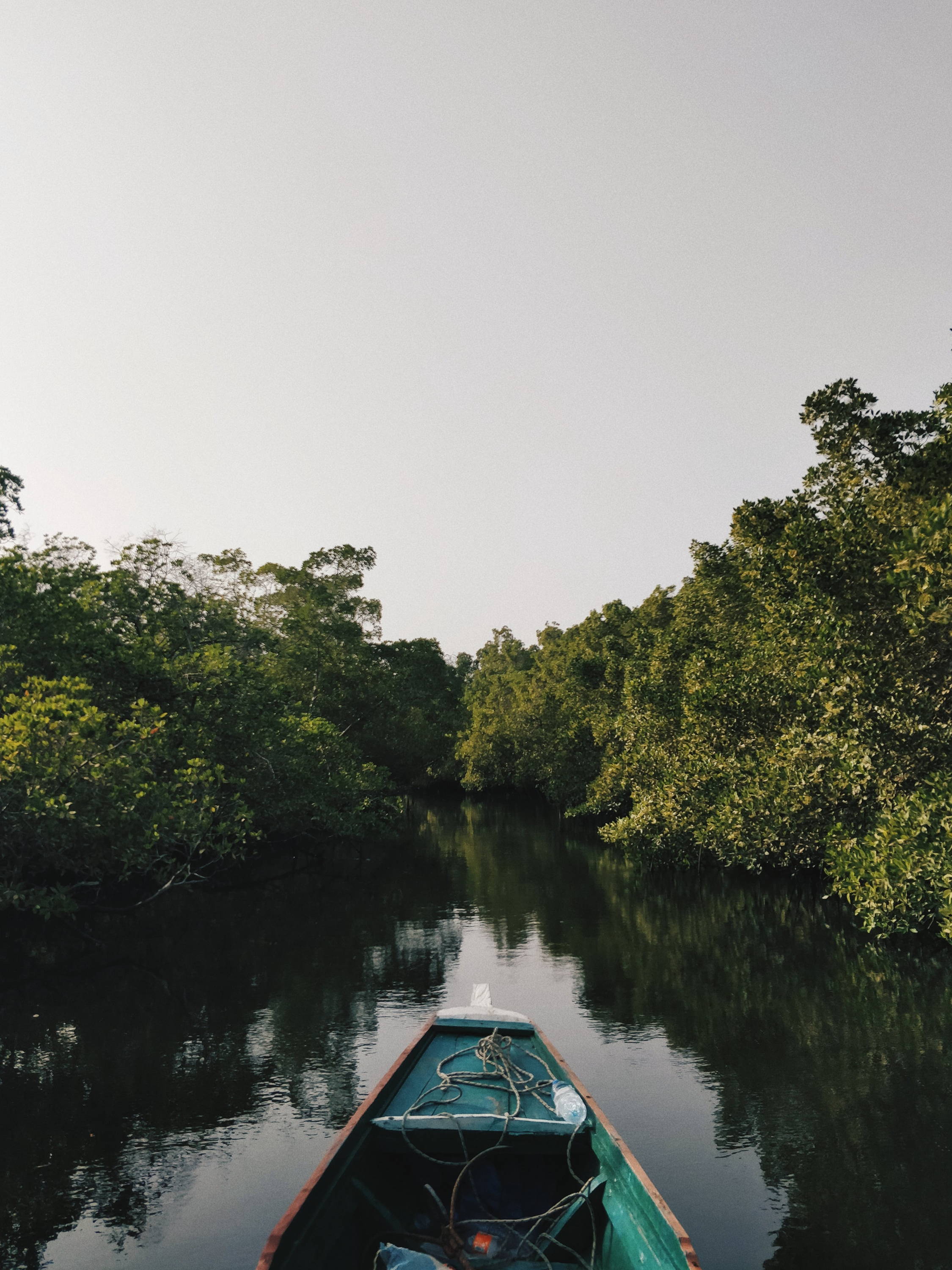 Learn about the importance of conserving mangrove ecosystems with The Forest Conservation's Charlotte Opal.