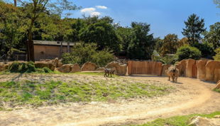zoo krefeld außenanlage savanne