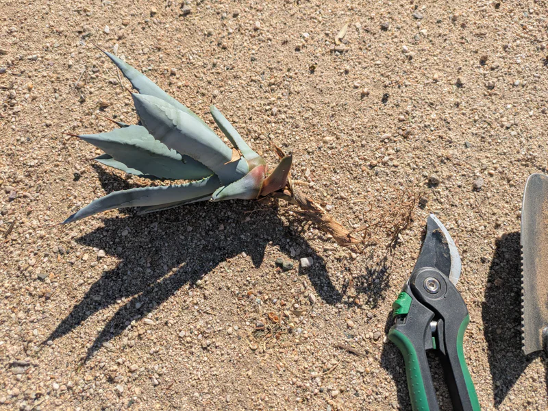 Agave pup with tuber