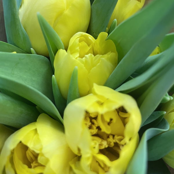 tulipes-jaunes