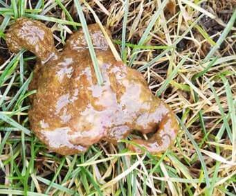 geelachtige ontlasting van een hond als gevolg van een besmetting met Giardia