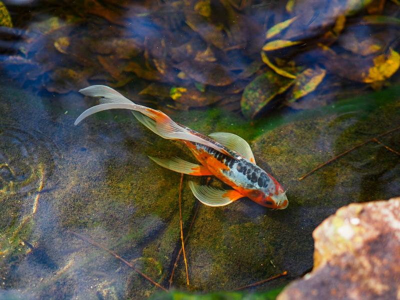 Fish in plain view in clear pond