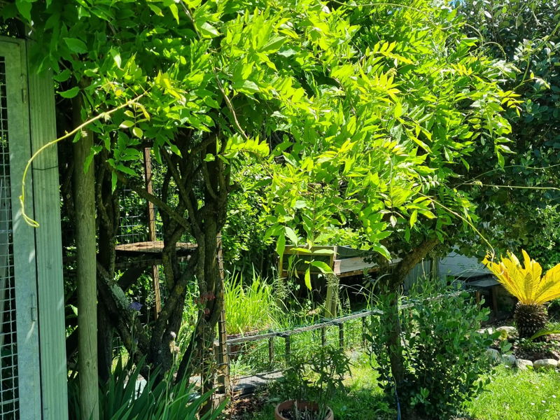 Cursos de cocina Lucca: Las recetas del maestro Puccini