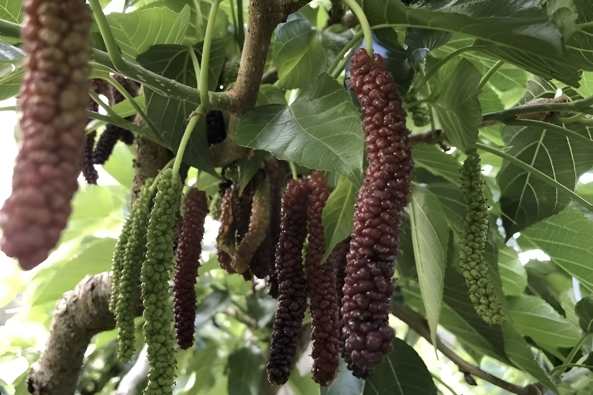 Reibey Estate | Jomaa Hospitality Weddings Vouchers - Image 15