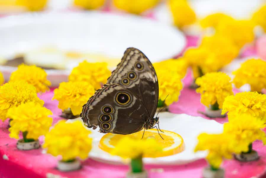 Butterfly Garden Admission Ticket - photo 3