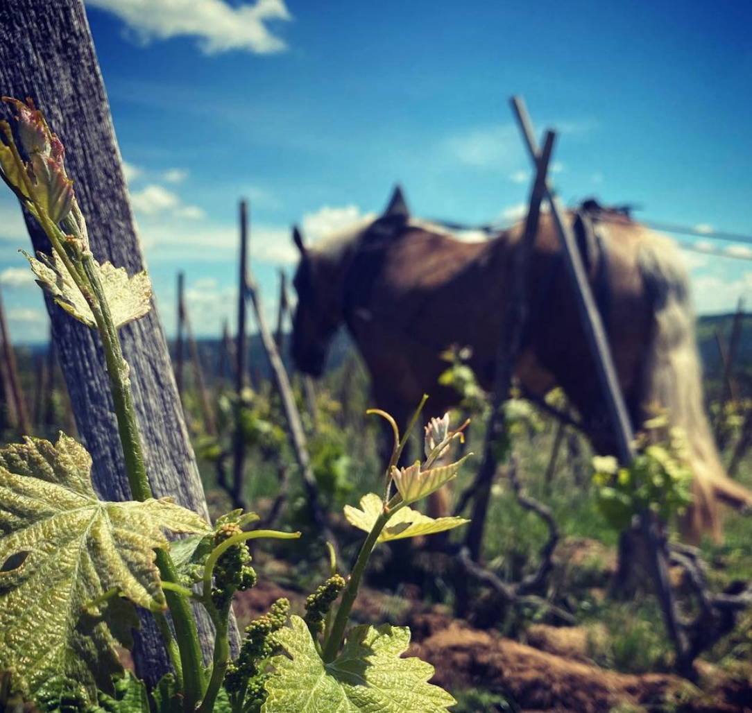 France, vin nature, rawwine, organic wine, vin bio, vin sans intrants, bistro brute, vin rouge, vin blanc, rouge, blanc, nature, vin propre, vigneron, vigneron indépendant, domaine bio, biodynamie, vigneron nature, cave vin naturel, cave vin, caviste, vin biodynamique, bistro brute, Quimper, Finistère , stéphane ogier, côte rôtie, côte-rôtie village, syrah, rhône