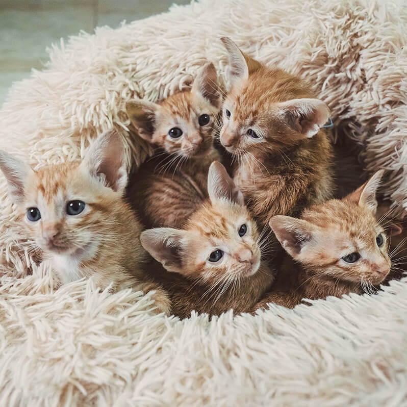 Vijf kittens
