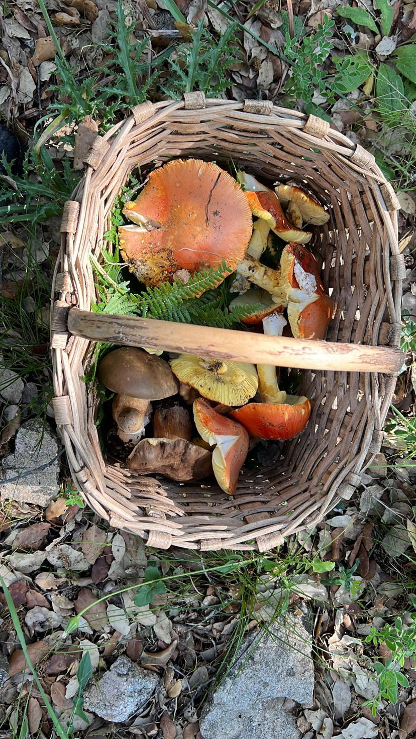 Food & Wine Tours Arzachena: Autumn in Sardinia: in search of mushrooms