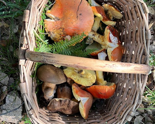 Food & Wine Tours Arzachena: Autumn in Sardinia: in search of mushrooms